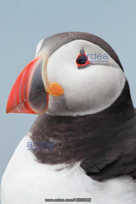 : Atlantic Puffin (Fratercula arctica) : Atlantic Puffin (Fratercula arctica)