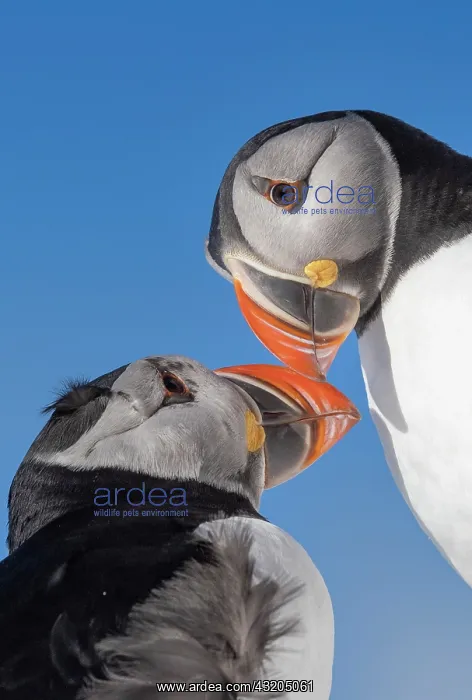 : Atlantic Puffin (Fratercula arctica), facing, Island : Atlantic Puffin (Fratercula arctica), facing, Island