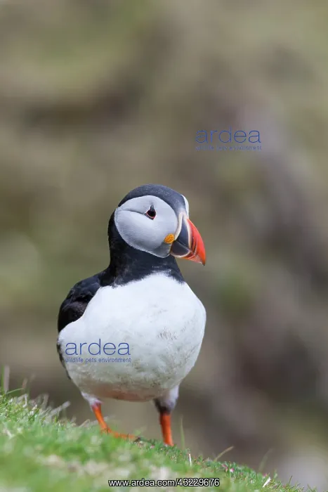 : Atlantic Puffin (Fratercula arctica) on : Atlantic Puffin (Fratercula arctica) on