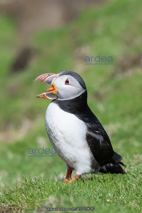 : Atlantic Puffin (Fratercula arctica) on : Atlantic Puffin (Fratercula arctica) on