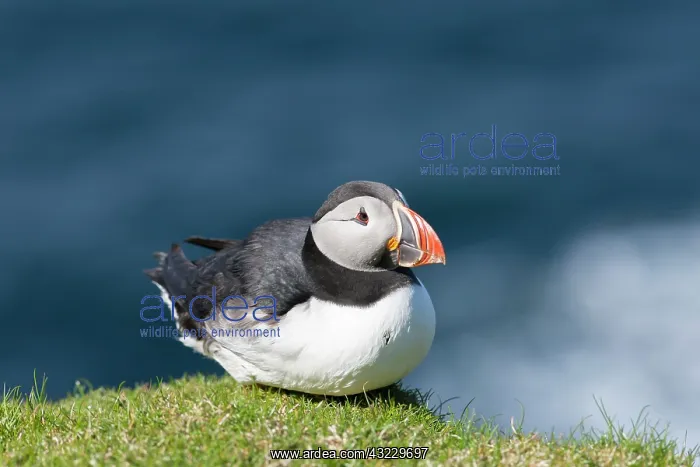 : Atlantic Puffin (Fratercula arctica) on : Atlantic Puffin (Fratercula arctica) on