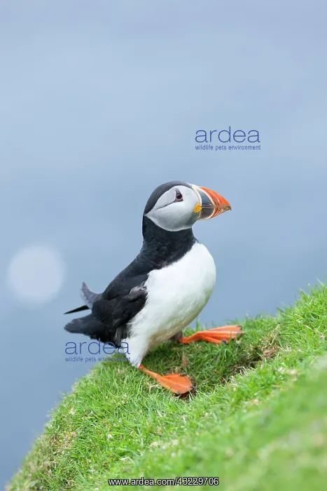 : Atlantic Puffin (Fratercula arctica) on : Atlantic Puffin (Fratercula arctica) on