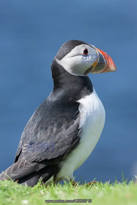 : Atlantic Puffin (Fratercula arctica) on : Atlantic Puffin (Fratercula arctica) on