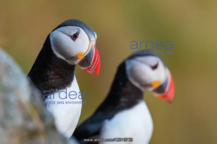  : Atlantic Puffin (Fratercula arctica)