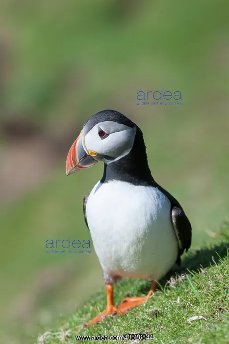 : Atlantic Puffin (Fratercula arctica) on : Atlantic Puffin (Fratercula arctica) on