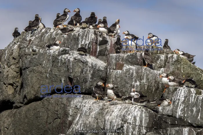 : Atlantic Puffin (Fratercula arctica) adults resting in cliff : Atlantic Puffin (Fratercula arctica) adults resting in cliff