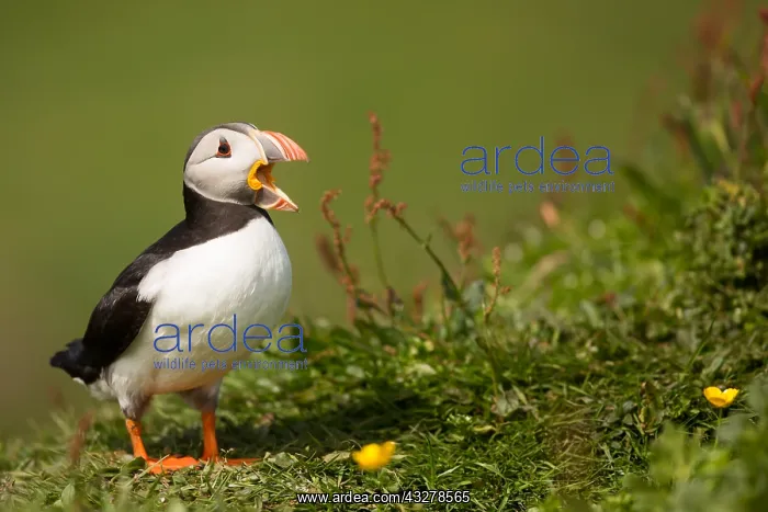 : Atlantic Puffin (fratercula arctica) courtship : Atlantic Puffin (fratercula arctica) courtship