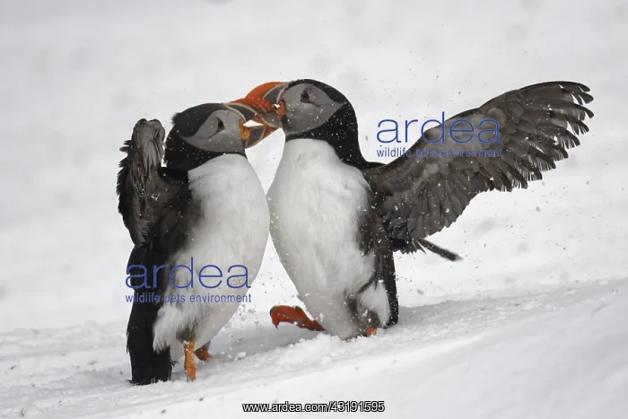 : Atlantic puffin (Fratercula arctica) fighting on : Atlantic puffin (Fratercula arctica) fighting on