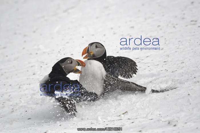 : Atlantic puffin (Fratercula arctica) fighting on : Atlantic puffin (Fratercula arctica) fighting on