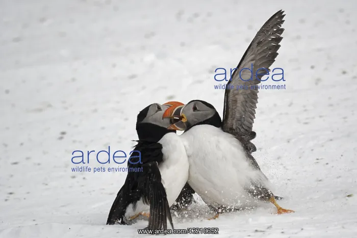 : Atlantic puffin (Fratercula arctica) fighting on : Atlantic puffin (Fratercula arctica) fighting on