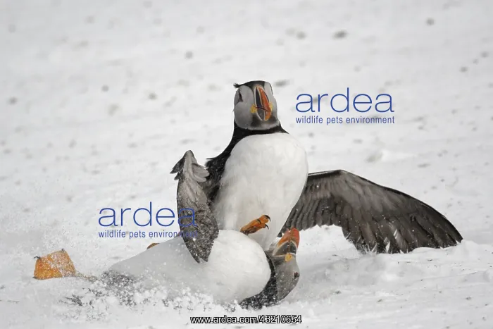 : Atlantic puffin (Fratercula arctica) fighting on : Atlantic puffin (Fratercula arctica) fighting on