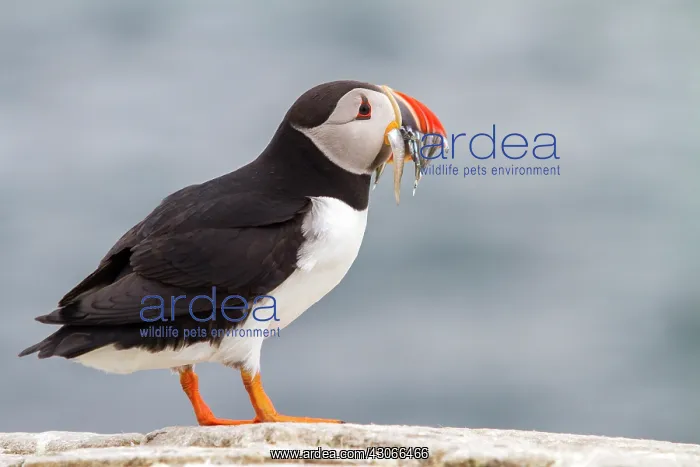 : Atlantic puffin (Fratercula arctica) with fishes : Atlantic puffin (Fratercula arctica) with fishes