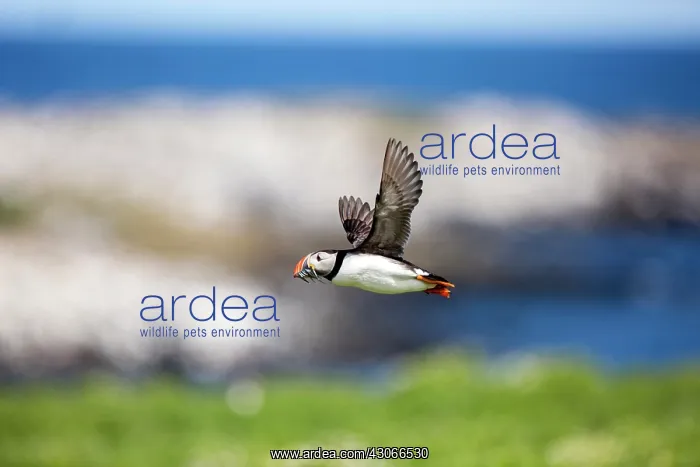 : Atlantic puffin (Fratercula arctica) in flight : Atlantic puffin (Fratercula arctica) in flight