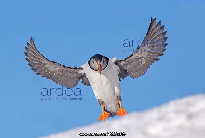 : Atlantic Puffin (Fratercula arctica), in flight : Atlantic Puffin (Fratercula arctica), in flight