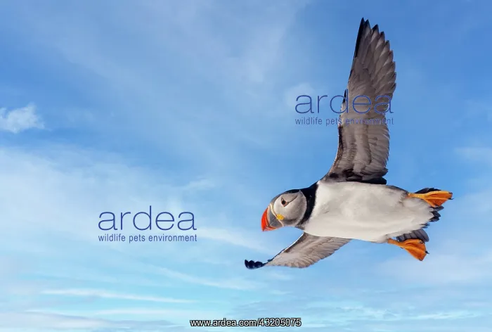 : Atlantic Puffin (Fratercula arctica), in flight : Atlantic Puffin (Fratercula arctica), in flight