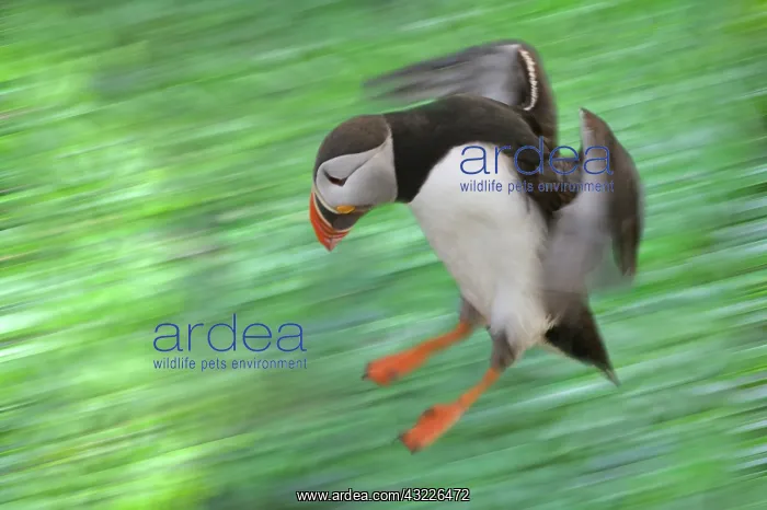  : Atlantic Puffin (Fratercula arctica) flying