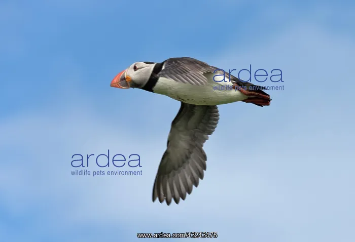 : Atlantic Puffin (Fratercula arctica) flying, Northumberland : Atlantic Puffin (Fratercula arctica) flying, Northumberland