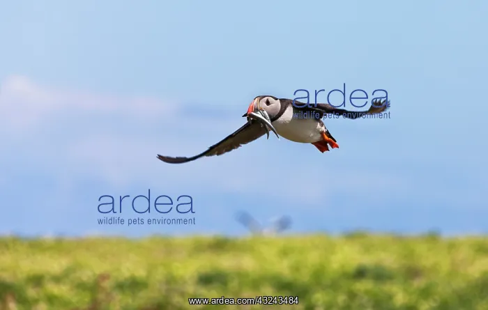 : Atlantic Puffin (Fratercula arctica) flying and : Atlantic Puffin (Fratercula arctica) flying and