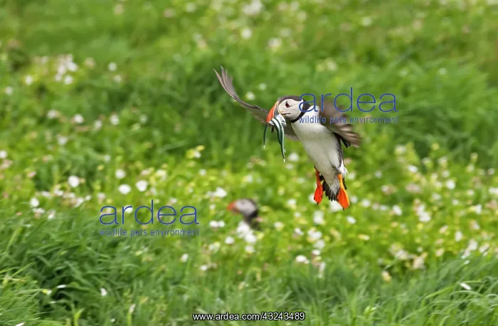 : Atlantic Puffin (Fratercula arctica) flying over : Atlantic Puffin (Fratercula arctica) flying over