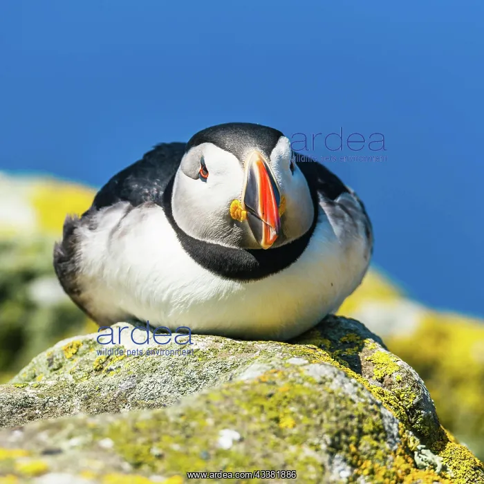 : Atlantic Puffin (Fratercula arctica) in habitat : Atlantic Puffin (Fratercula arctica) in habitat