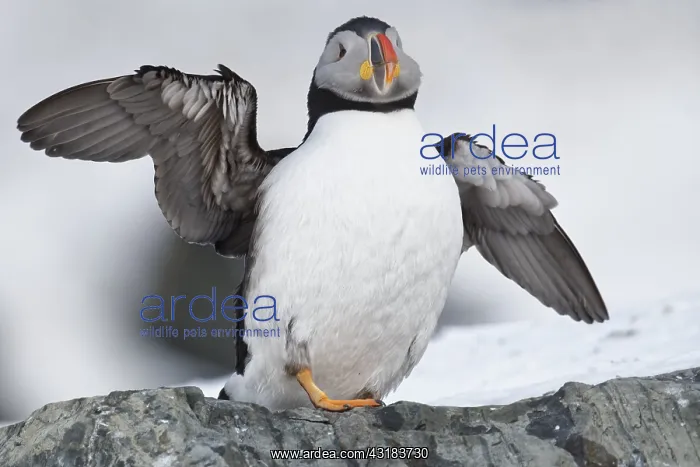 : Atlantic puffin (Fratercula arctica) on Hornoya : Atlantic puffin (Fratercula arctica) on Hornoya