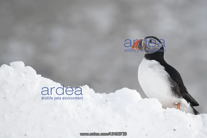 : Atlantic puffin (Fratercula arctica) on Hornoya : Atlantic puffin (Fratercula arctica) on Hornoya