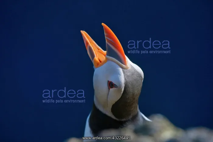 : Atlantic Puffin (Fratercula arctica), Latrabjarg : Atlantic Puffin (Fratercula arctica), Latrabjarg