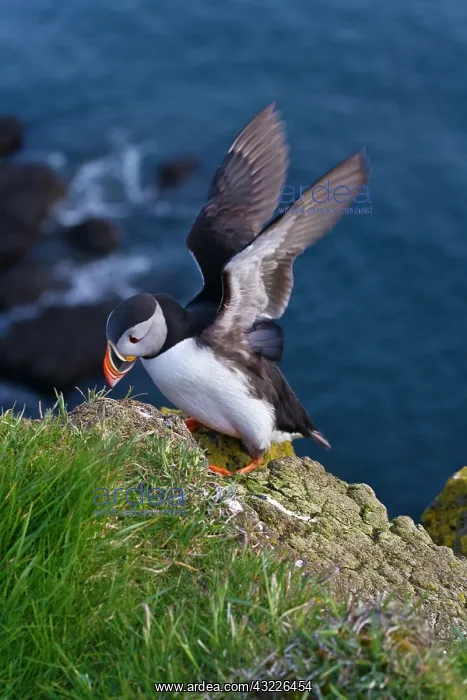: Atlantic Puffin (Fratercula arctica), Latrabjarg : Atlantic Puffin (Fratercula arctica), Latrabjarg