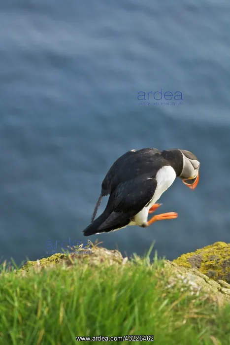: Atlantic Puffin (Fratercula arctica), Latrabjarg : Atlantic Puffin (Fratercula arctica), Latrabjarg