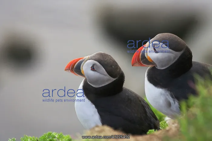 : Atlantic Puffin (Fratercula arctica), Latrabjarg : Atlantic Puffin (Fratercula arctica), Latrabjarg