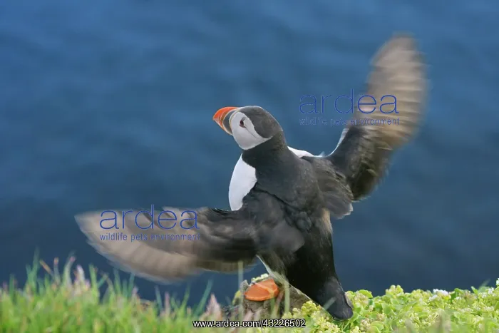 : Atlantic Puffin (Fratercula arctica), Latrabjarg : Atlantic Puffin (Fratercula arctica), Latrabjarg