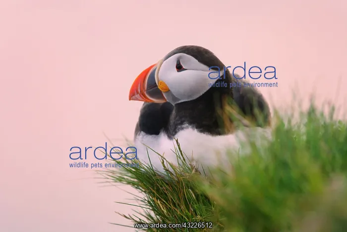: Atlantic Puffin (Fratercula arctica), Latrabjarg : Atlantic Puffin (Fratercula arctica), Latrabjarg