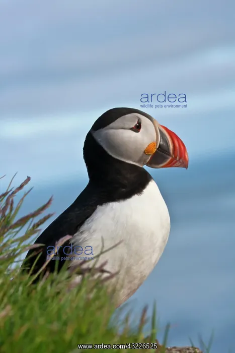 : Atlantic Puffin (Fratercula arctica), Latrabjarg : Atlantic Puffin (Fratercula arctica), Latrabjarg