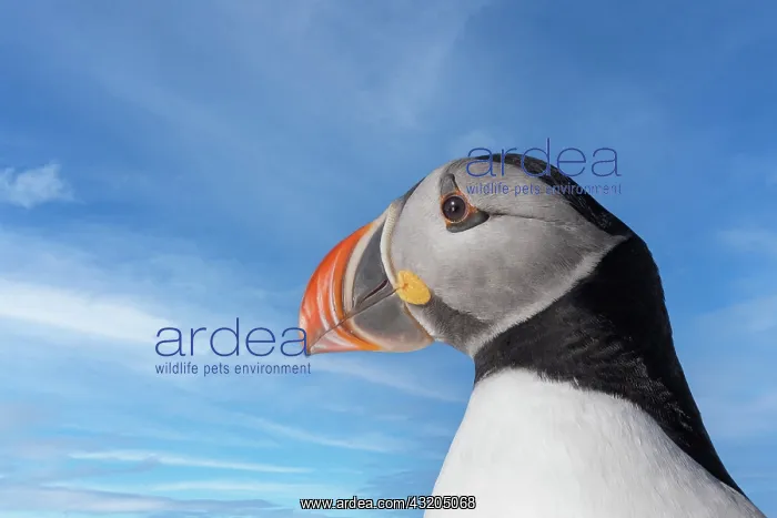  : Atlantic Puffin (Fratercula arctica), portrait
