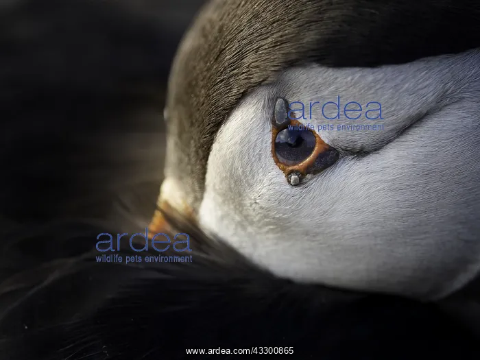 : An Atlantic Puffin (Fratercula arctica) rests after : An Atlantic Puffin (Fratercula arctica) rests after