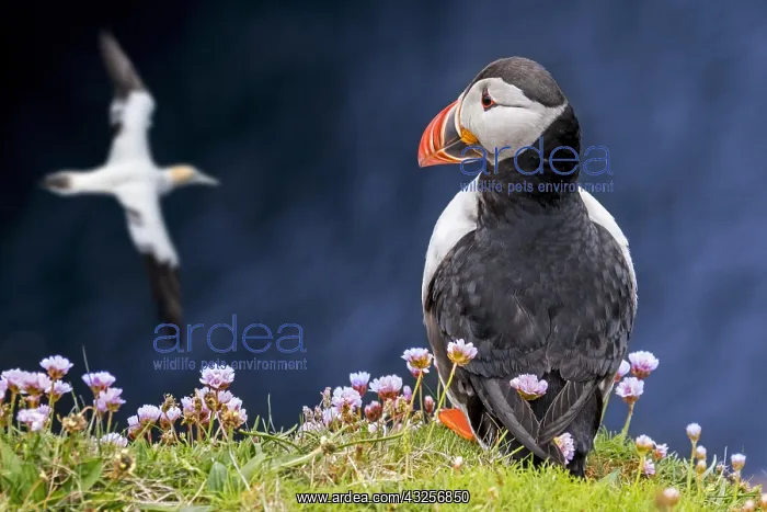 : Atlantic puffin (Fratercula arctica) on sea cliff : Atlantic puffin (Fratercula arctica) on sea cliff