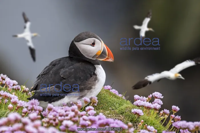 : Atlantic puffin (Fratercula arctica) on sea cliff : Atlantic puffin (Fratercula arctica) on sea cliff