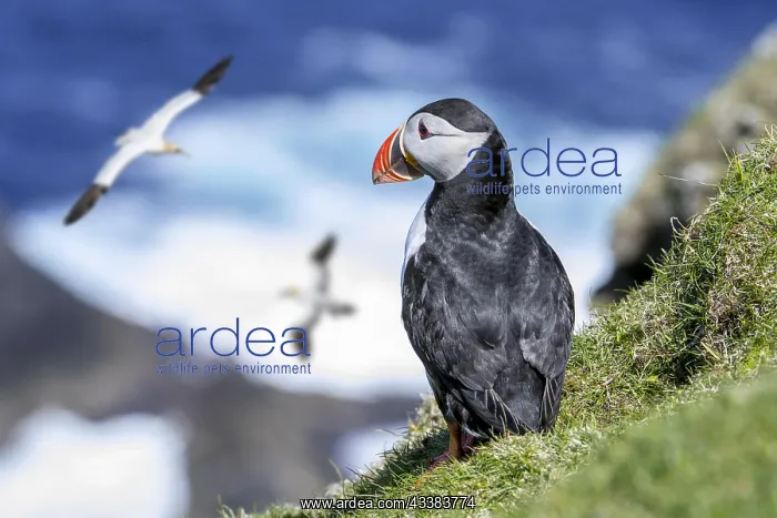 : Atlantic puffin (Fratercula arctica) on sea cliff top in sea : Atlantic puffin (Fratercula arctica) on sea cliff top in sea