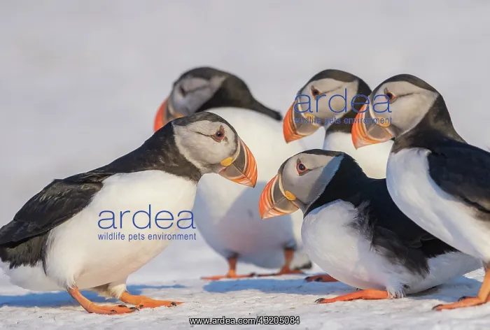  : Atlantic Puffin (Fratercula arctica), in the snow