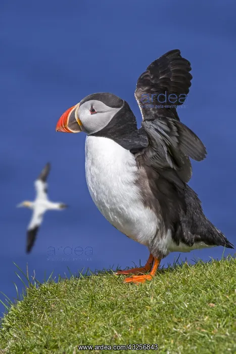 : Atlantic puffin (Fratercula arctica) stretching : Atlantic puffin (Fratercula arctica) stretching