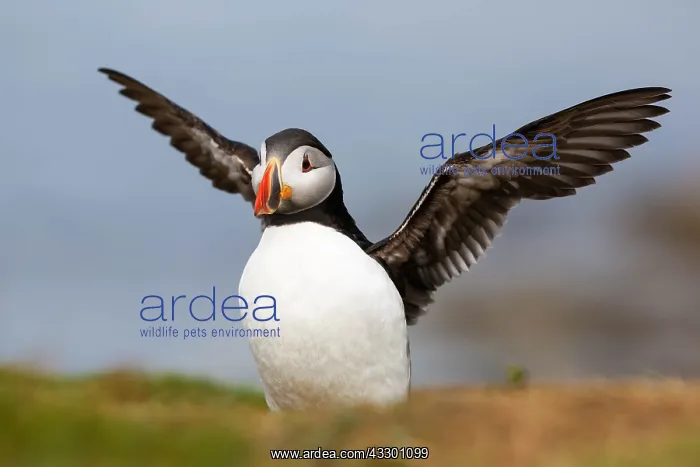 : Atlantic Puffin (fratercula arctica) stretching : Atlantic Puffin (fratercula arctica) stretching