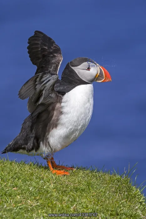 : Atlantic puffin (Fratercula arctica) stretching wings on sea : Atlantic puffin (Fratercula arctica) stretching wings on sea
