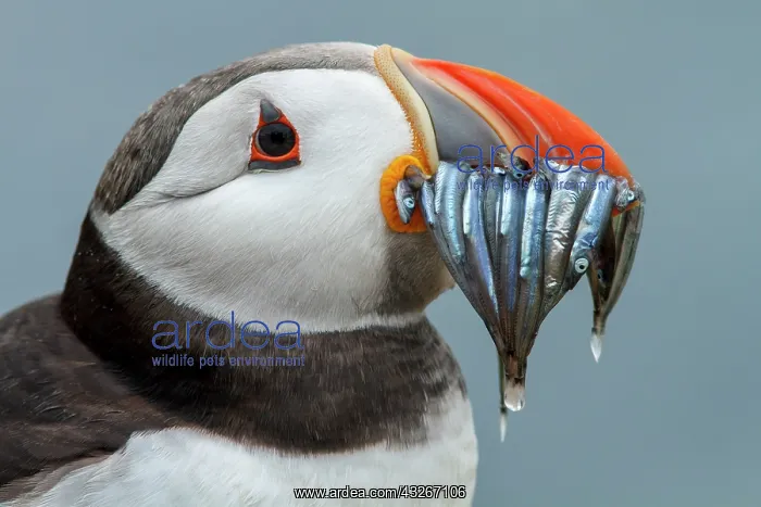: Atlantic Puffin (Fratercula artica) - adult with : Atlantic Puffin (Fratercula artica) - adult with