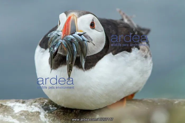 : Atlantic Puffin (Fratercula artica) - adult with : Atlantic Puffin (Fratercula artica) - adult with