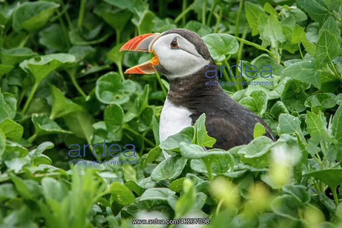 : Atlantic Puffin (Fratercula artica) - calling from : Atlantic Puffin (Fratercula artica) - calling from