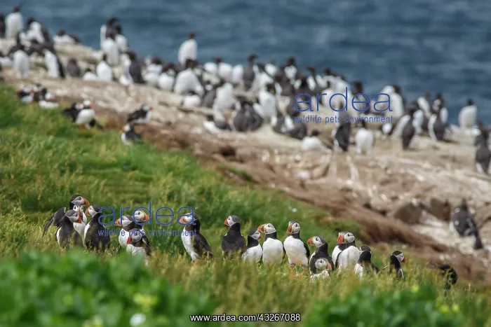 : Atlantic Puffin (Fratercula artica) - colony on : Atlantic Puffin (Fratercula artica) - colony on