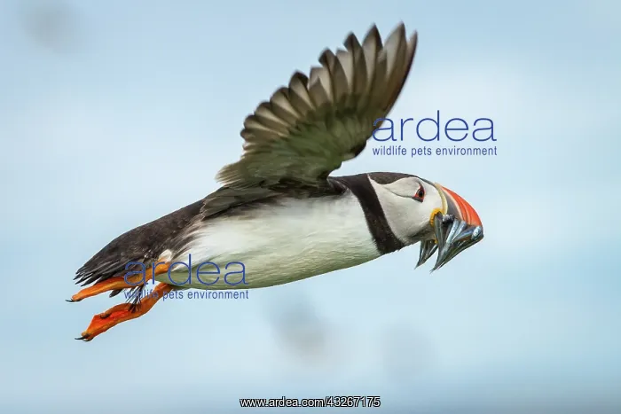  : Atlantic Puffin (Fratercula artica) - in flight