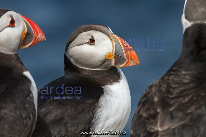  : Atlantic Puffin (Fratercula artica) - on island