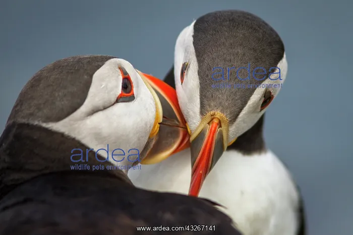 : Atlantic Puffin (Fratercula artica) - pair preening : Atlantic Puffin (Fratercula artica) - pair preening