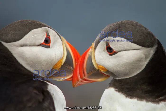 : Atlantic Puffin (Fratercula artica) - pair preening : Atlantic Puffin (Fratercula artica) - pair preening